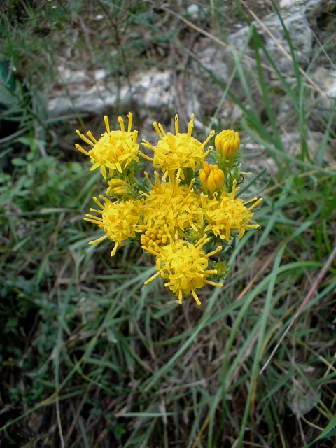Galatella linosyris (=Aster linosyris) / Astro spillo d''oro